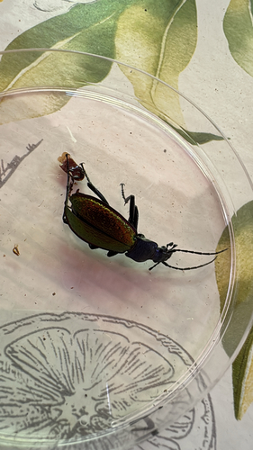 Carabus hispanus