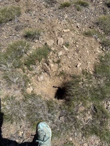 American Badger