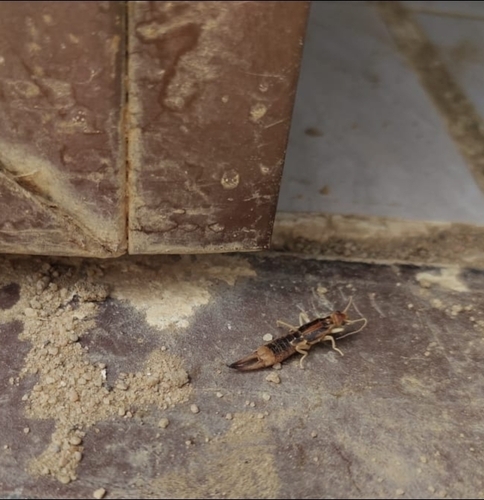 Shore Earwig
