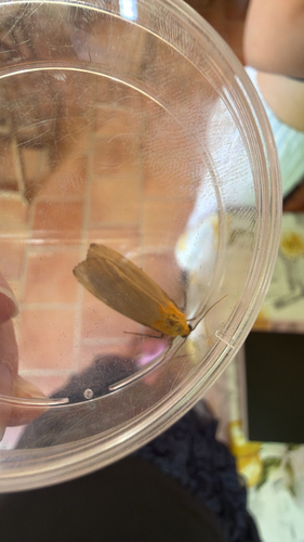 Four-spotted Footman