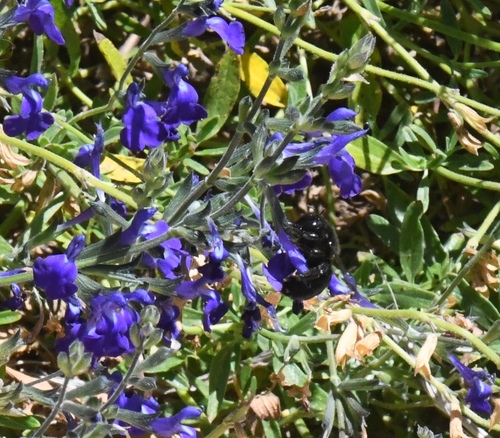 Western Carpenter Bee