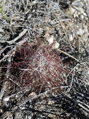 Sclerocactus polyancistrus