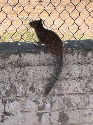 Rock Squirrel