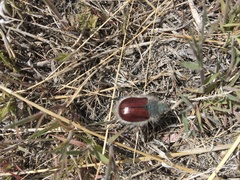 Paracotalpa granicollis