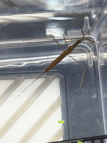 Ranatra unicolor
