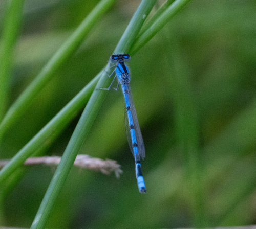 Familiar Bluet