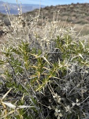Hecastocleis shockleyi