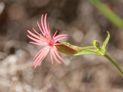 Silene laciniata laciniata