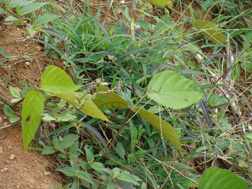 Image of Mucuna Argyrophylla (Mucuna argyrophylla) by (c) Alexis López Hernández, some rights reserved (CC BY)