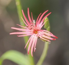 Silene laciniata laciniata