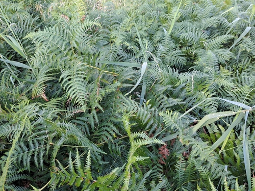 common bracken