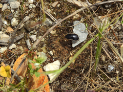 Loboptera decipiens