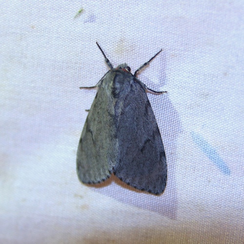 Lymantria dissoluta