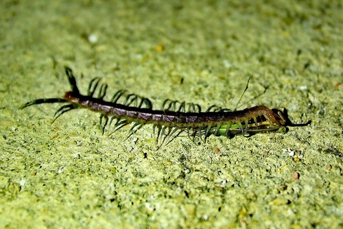 Blue Keeled Centipede