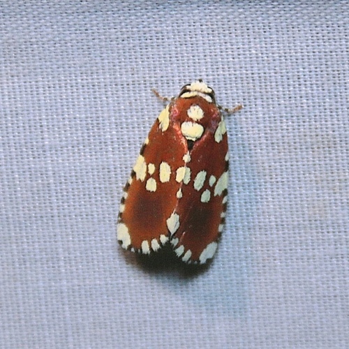 Yepcalphis dilectissima