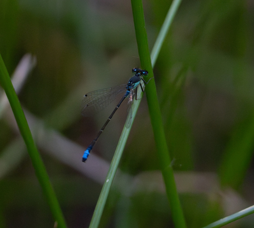 Black-fronted Forktail