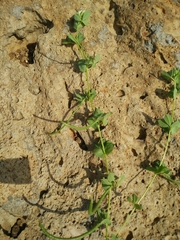 Lotus conimbricensis