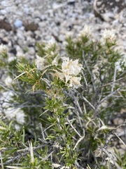 Hecastocleis shockleyi
