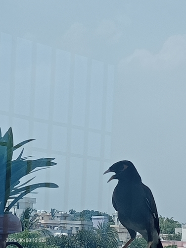 Common Myna