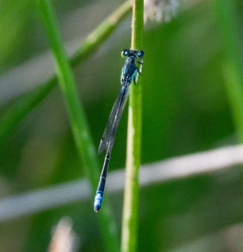 Black-fronted Forktail