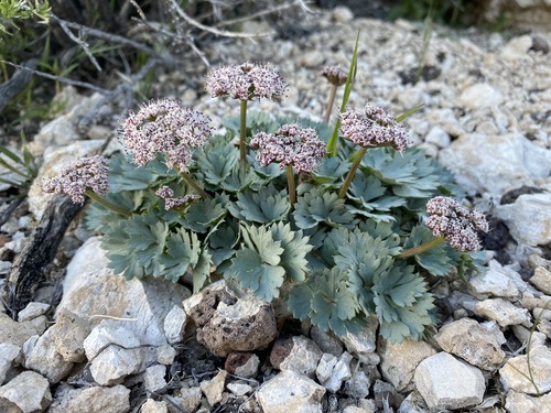 Image of Cymopterus gilmanii by (c) Matt Berger, some rights reserved (CC BY)