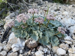 Cymopterus gilmanii