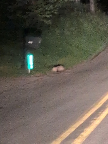 Virginia Opossum