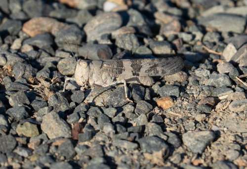 Pallid-winged Grasshopper