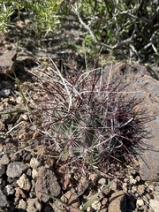 Sclerocactus polyancistrus