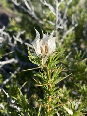 Hecastocleis shockleyi