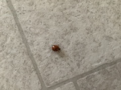 Harmonia axyridis