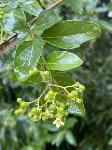 Premna microphylla, photograph 2