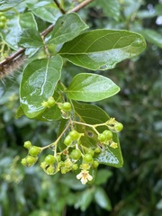 Premna microphylla, photograph author not stated, no rights reserved