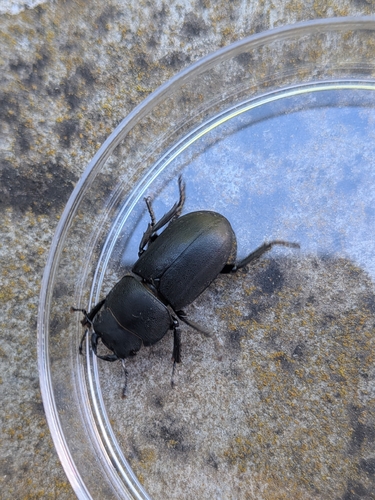 Lesser Stag Beetle