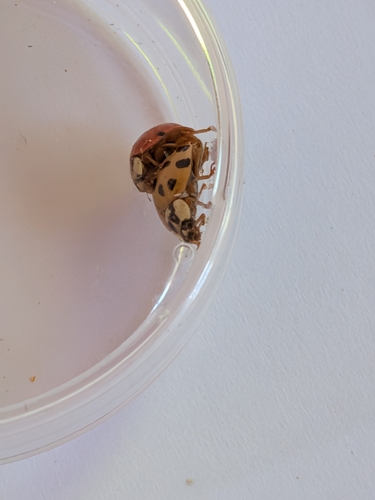 Asian Lady Beetle