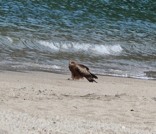 Black-eared Kite