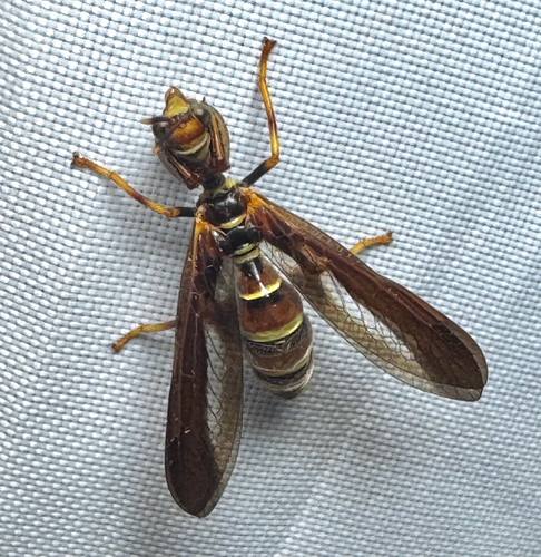 Brown Wasp Mantidfly