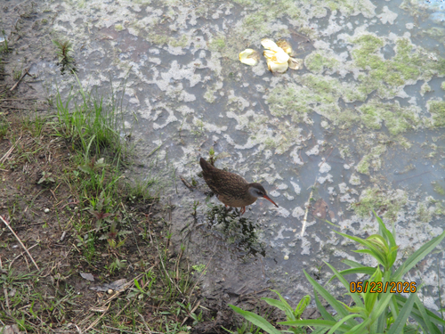 Virginia Rail