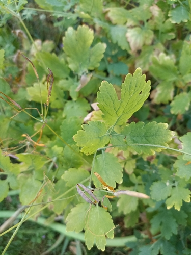 Greater celandine