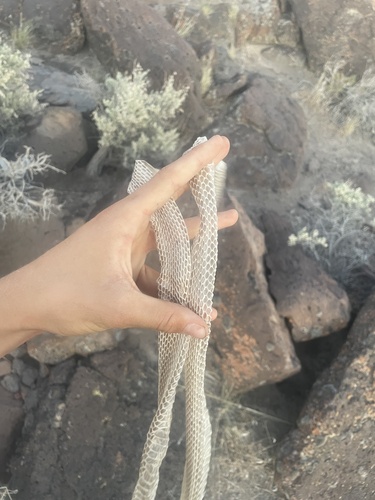 Desert Striped Whipsnake