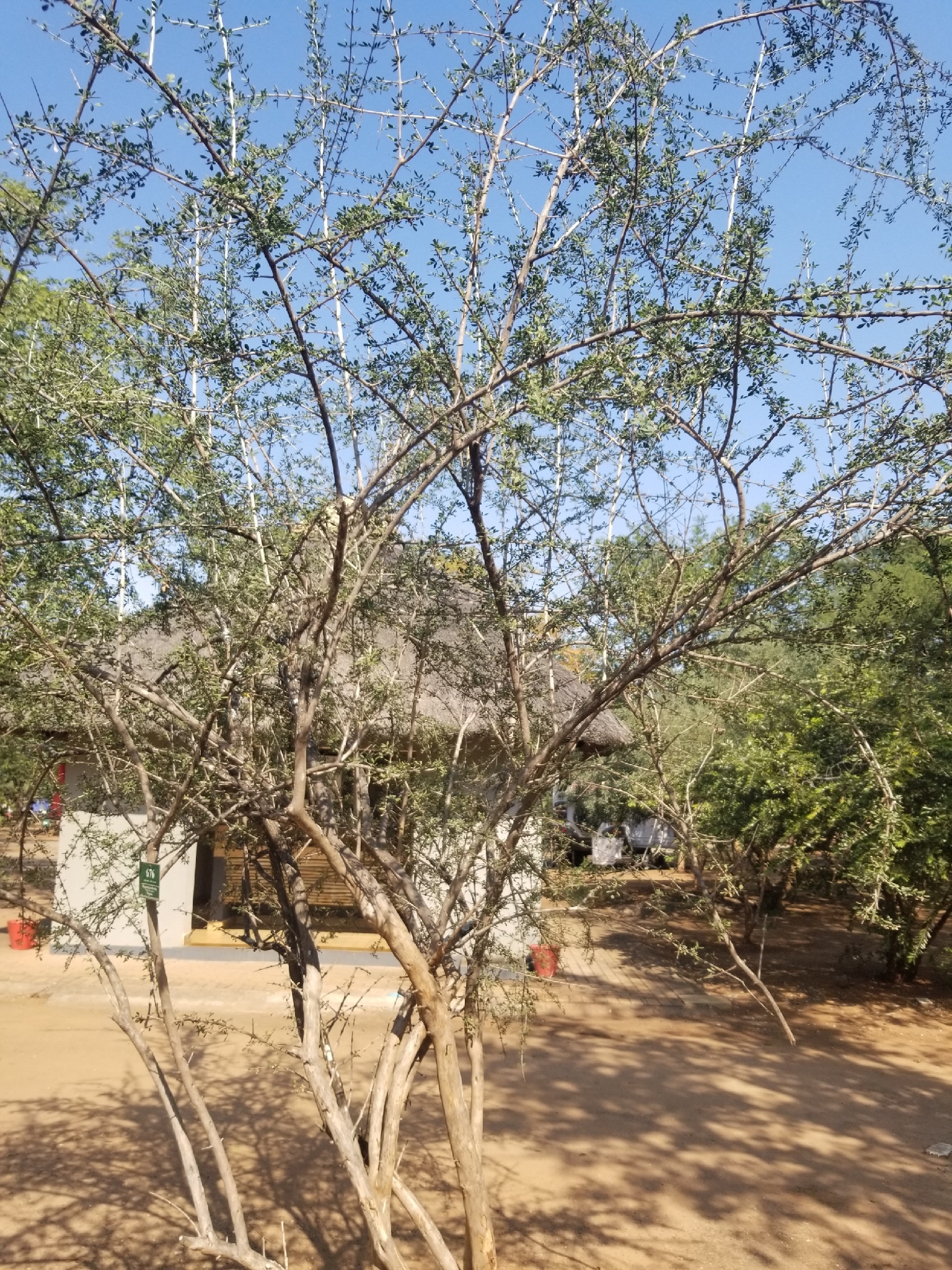 Imagem de Rhigozum zambesiacum
