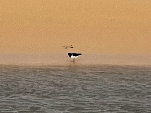 Pied Oystercatcher