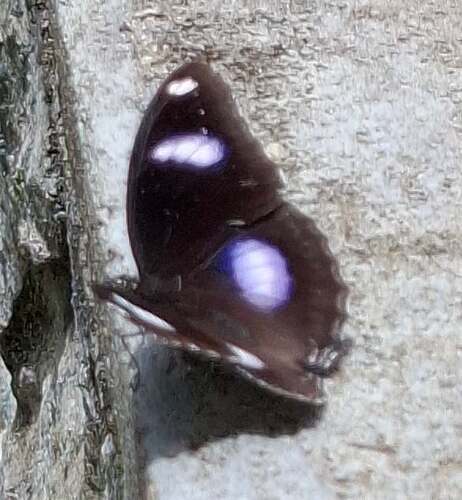 Great Eggfly