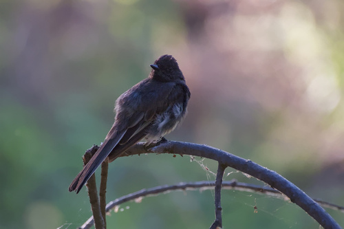 Black Phoebe