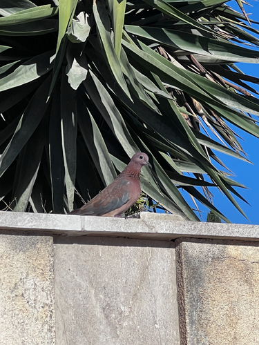 Laughing Dove