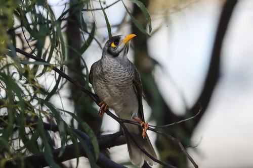 Noisy Miner