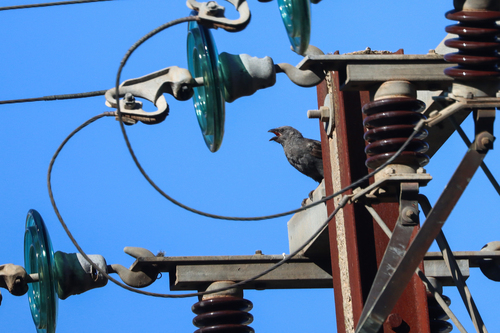 Apostlebird