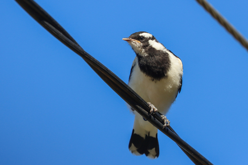 Magpie-lark