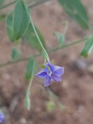 tropical speedwell