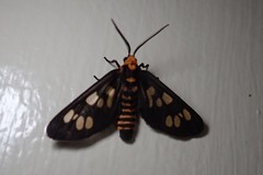 Eressa geographica